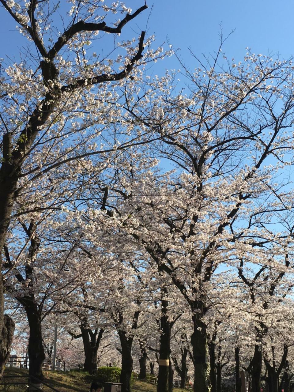 東京都 纳卡大雅旅馆酒店 外观 照片