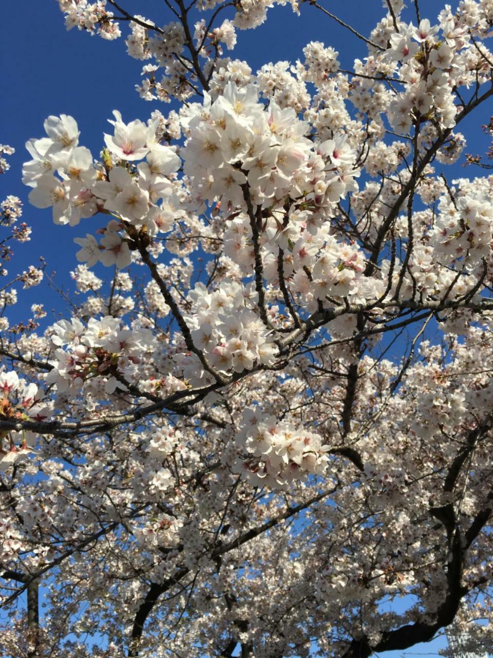 東京都 纳卡大雅旅馆酒店 外观 照片