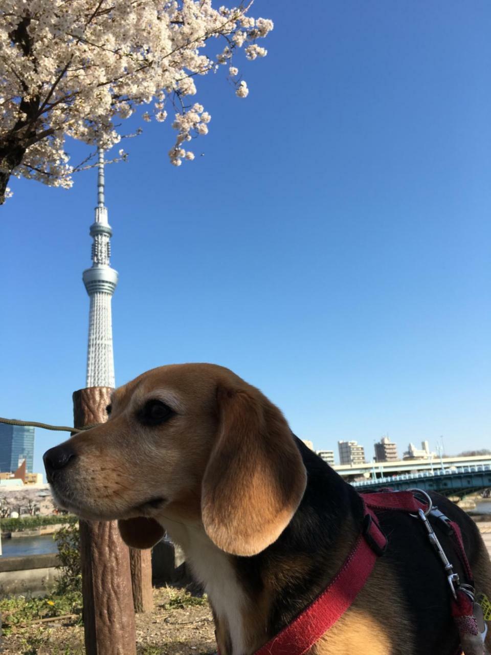 東京都 纳卡大雅旅馆酒店 外观 照片
